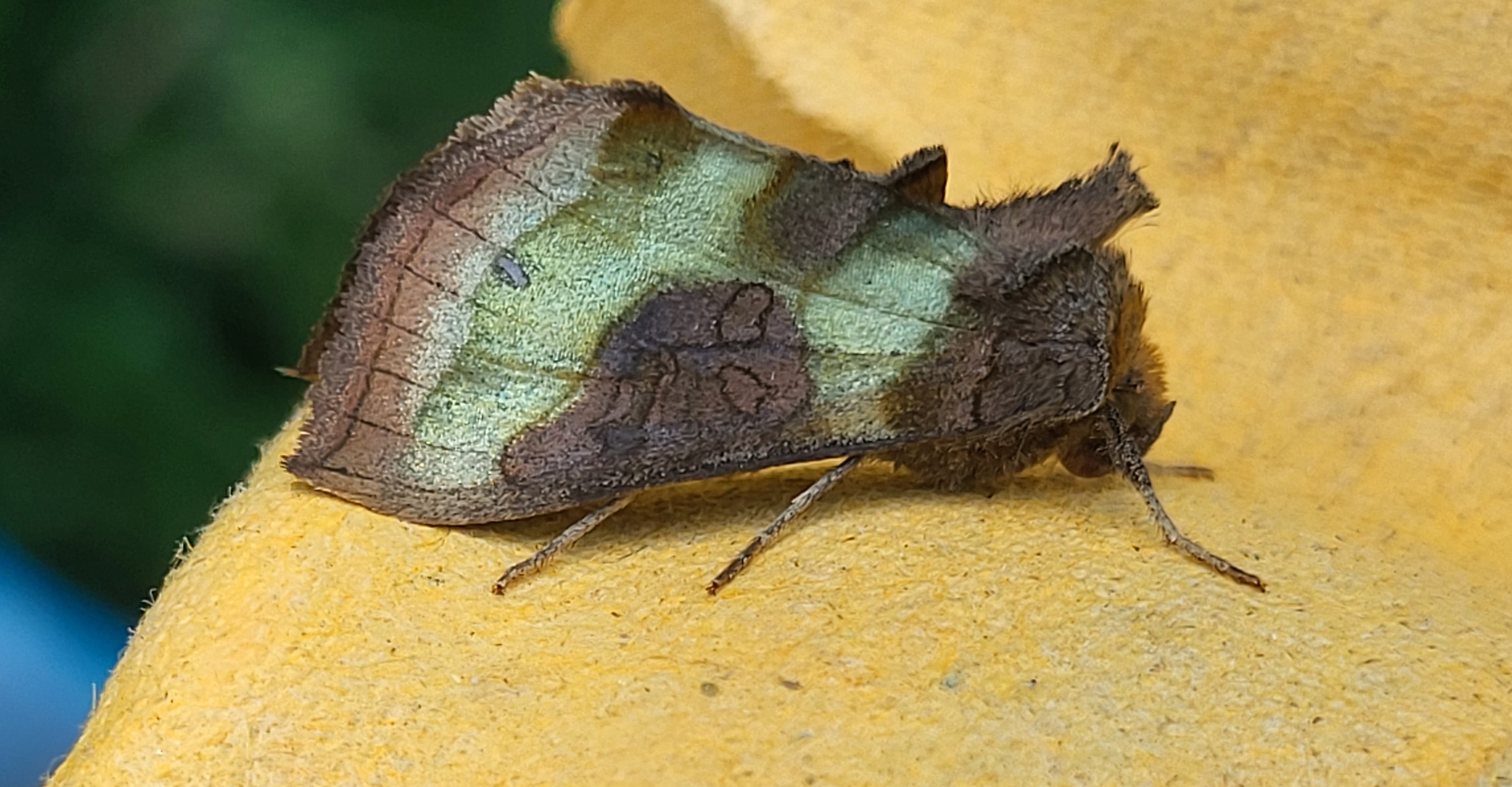 Photo of Burnished Brass (Diachrysia chrysitis)